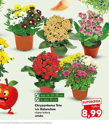 Chryzantema Trio promocja w Kaufland