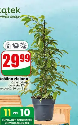 Roślina zielona promocja w Dino
