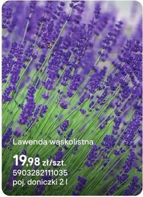 Lawenda wąskolistna promocja w Castorama