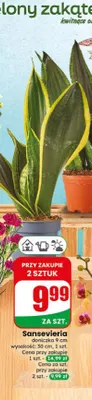 Sansevieria promocja w Dino