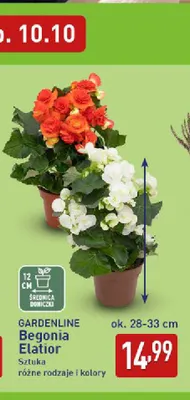 Begonia Elatior Gardenline promocja w Aldi