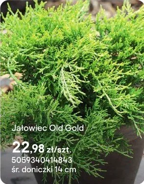 Jałowiec Old Gold promocja w Castorama
