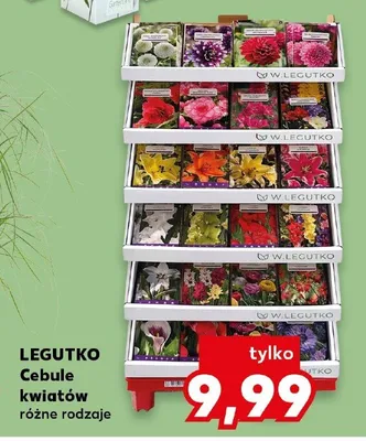Cebule kwiatów Legutko promocja w Kaufland