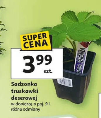 Sadzonka truskawki deserowej promocja w Auchan