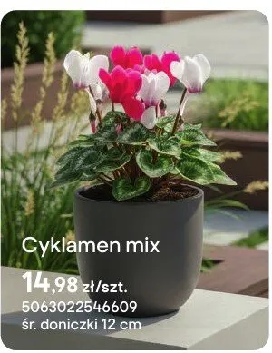 Cyklamen mix promocja w Castorama