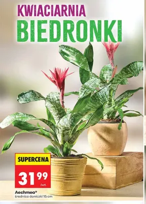 Aechmea promocja w Biedronka