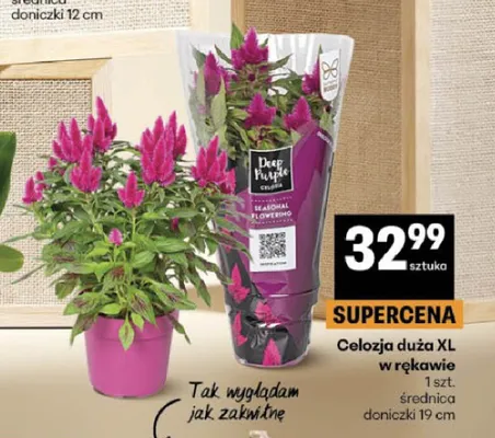 Celozja duża XL w rękawie promocja w Delikatesy Centrum