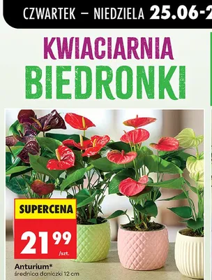 Anturium promocja w Biedronka