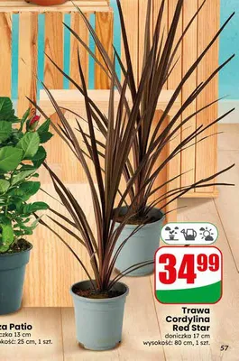 Trawa Cordylina Red Star doniczka 17 cm promocja w Dino