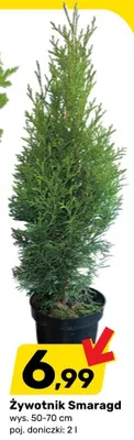 Żywotnik Smaragd promocja w Bricomarche