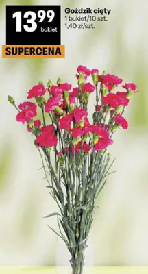 Goździk ciący promocja w Delikatesy Centrum
