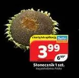 Słonecznik promocja w Delfin