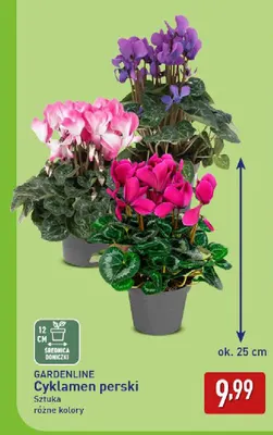 Cyklamen perski Gardenline promocja w Aldi