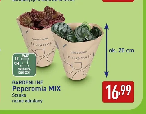 Peperomia mix Gardenline promocja w Aldi
