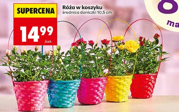 Róża w koszyku promocja w Biedronka