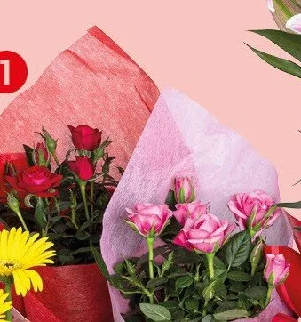 Róża w osłonce z serwetką wys. 28-32cm śr. don. 12cm promocja w Kaufland