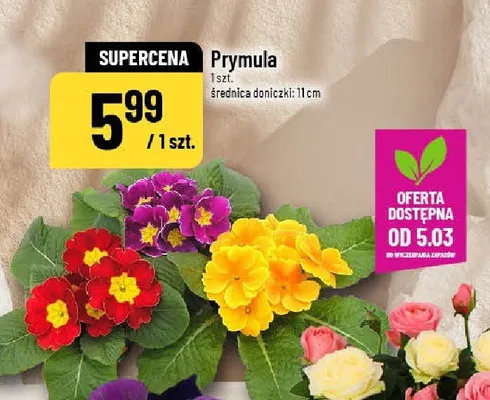 Prymula promocja w POLOmarket