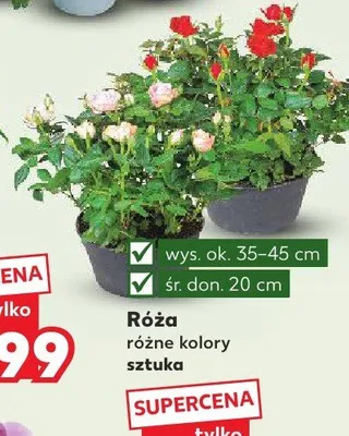 Róża promocja w Kaufland