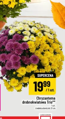 Chryzantema drobnokwiatowa Trio promocja w POLOmarket
