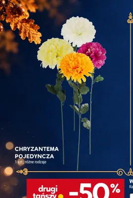 Chryzantema pojedyncza promocja w Stokrotka