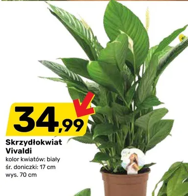 Skrzydłokwiat Vivaldi promocja w Bricomarche