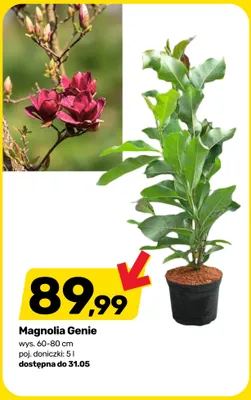 Magnolia Genie wys. 60-80cm poj. doniczki 5l promocja w Bricomarche