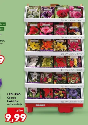 Cebule kwiatów różne rodzaje promocja w Kaufland