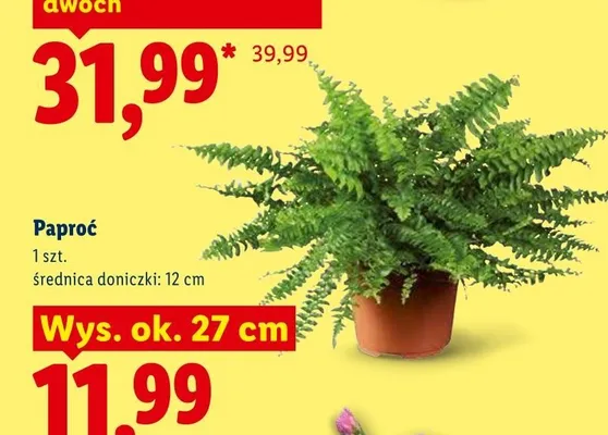 Paproć promocja w Lidl