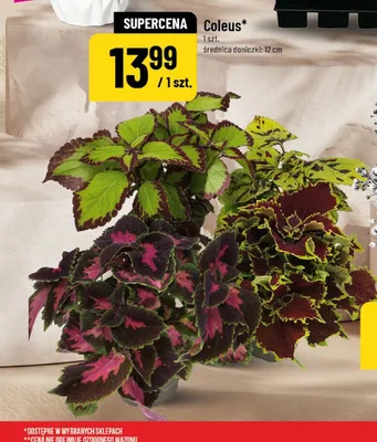 Coleus średnica doniczki 12cm promocja w POLOmarket