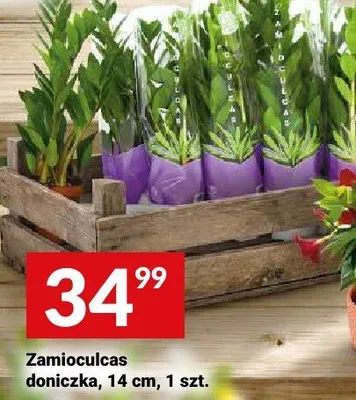 Zamioculcas doniczka 14cm promocja w Twój Market