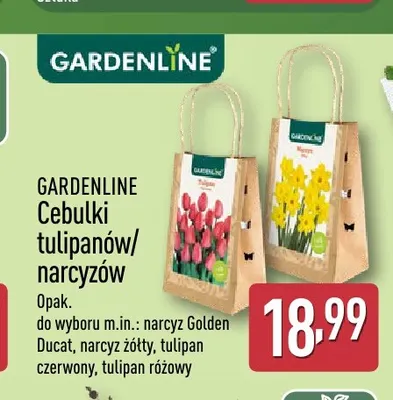 Cebulki narcyz Golden Ducat Gardenline promocja w Aldi