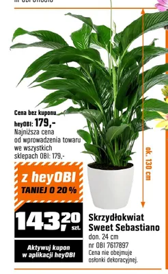 Skrzydłokwiat Sweet Sebastiano don. 24 cm promocja w OBI