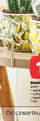 Doniczka ceramiczna z motywem awokado promocja w Netto