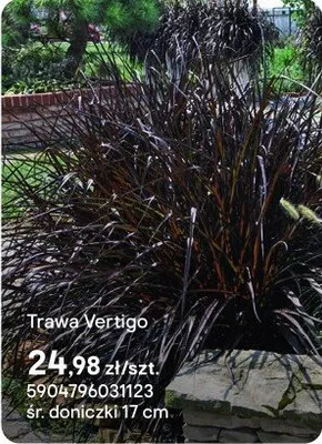 Trawa Vertigo promocja w Castorama