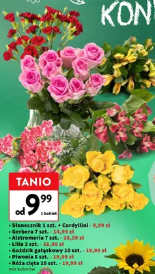 Słonecznik z Cordyllini promocja w Intermarche