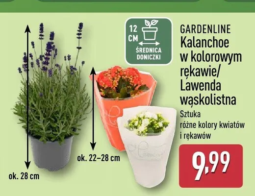 Lawenda wąskolistna Gardenline promocja w Aldi