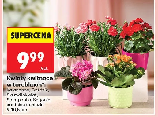Kwiaty kwitnące w torebkach promocja w Biedronka