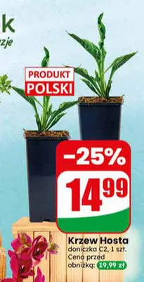 Krzew Hosta promocja w Dino