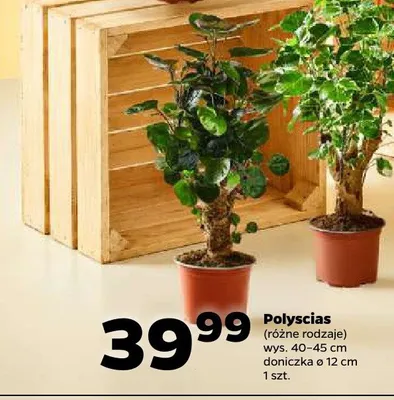 Polyscias promocja w Netto