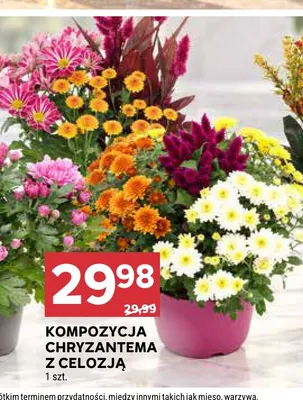 Kompozycja chryzantema z celozją promocja w Stokrotka