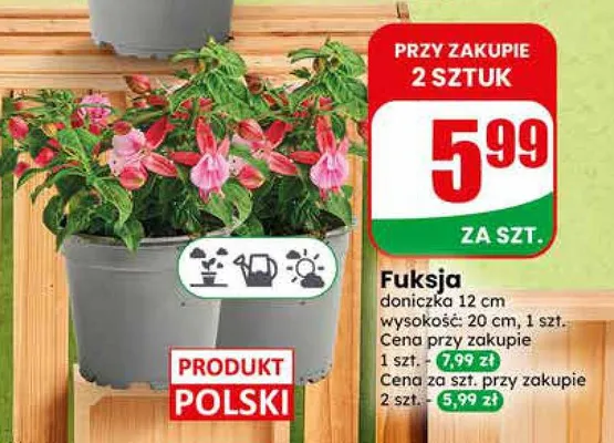 Fuksja promocja w Dino