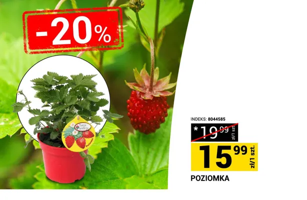 Poziomka promocja w Merkury Market