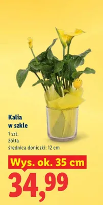 Kalia w szkle promocja w Lidl