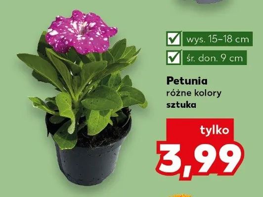 Petunia różne kolory promocja w Kaufland