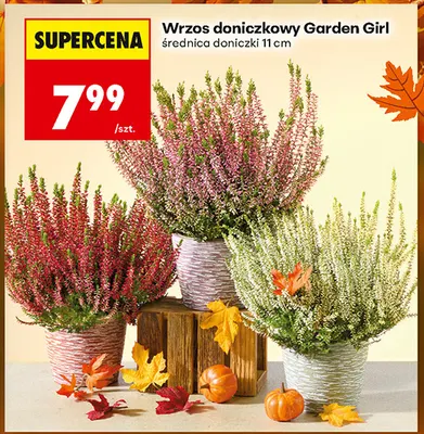 Wrzos doniczkowy Garden Girl promocja w Biedronka