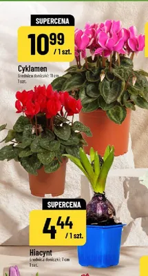 Hiacynt promocja w POLOmarket