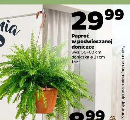 Paproć w podwieszanej doniczce wys. 50-60cm doniczka ø 21cm promocja w Netto