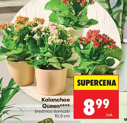 Kalanchoe Queen roślina doniczkowa 10,5 cm promocja w Biedronka