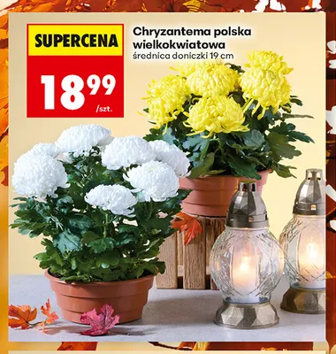 Chryzantema polska wielkokwiatowa promocja w Biedronka