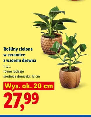Rośliny zielone w ceramice z wzorem drewna wys. ok. 20 cm średnica doniczki 12 promocja w Lidl